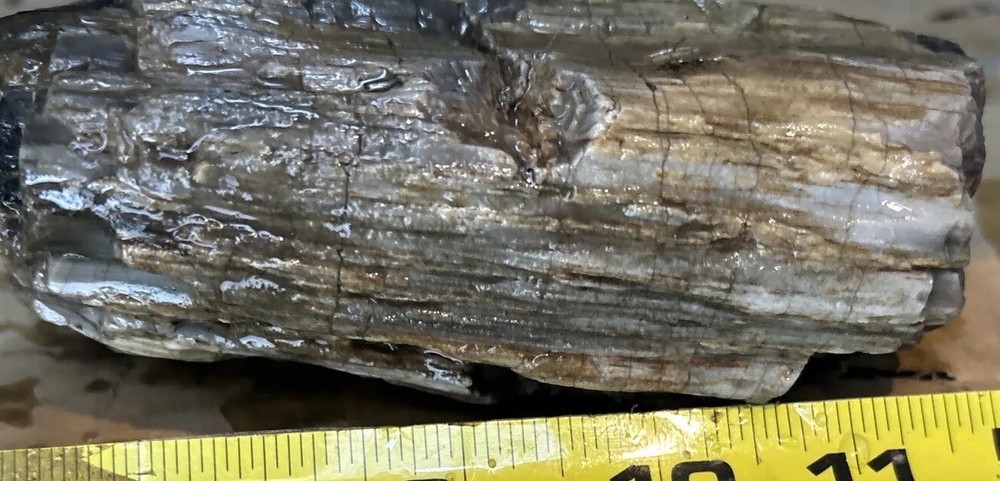 Silver Creek Junction petrified wood