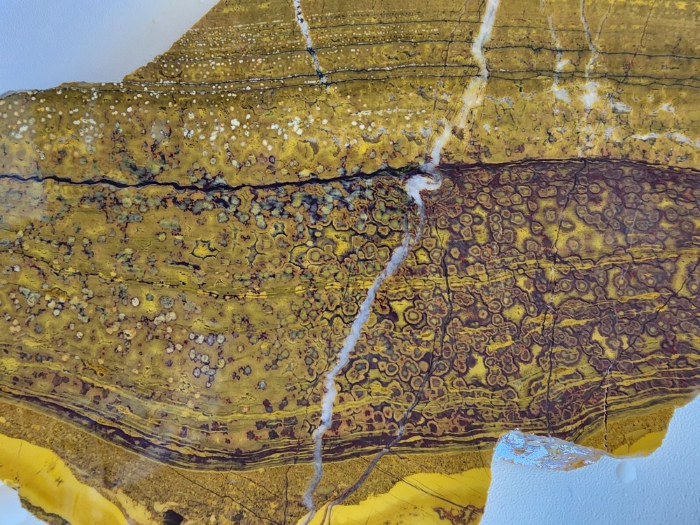 Orbicular Jasper Large Lapidary Slab