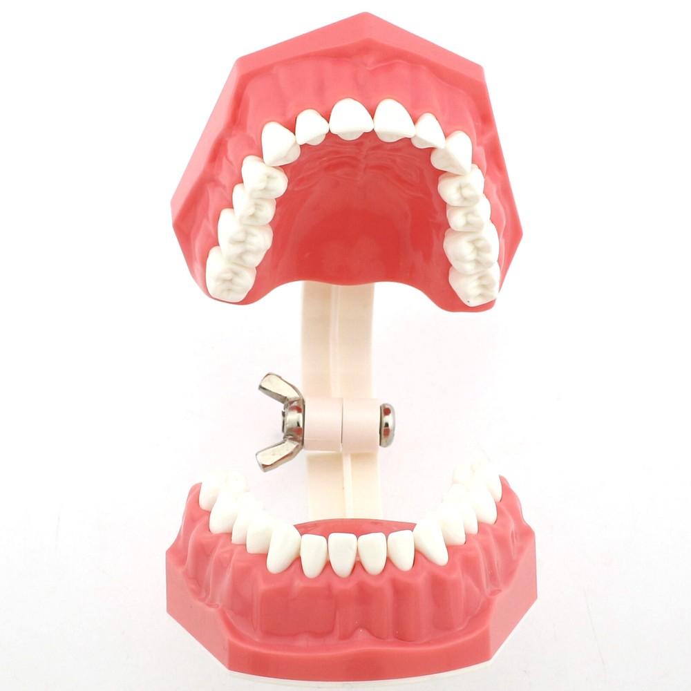 US Dental Teach Typodont Demonstration Teeth Model For Patient Study Brushing