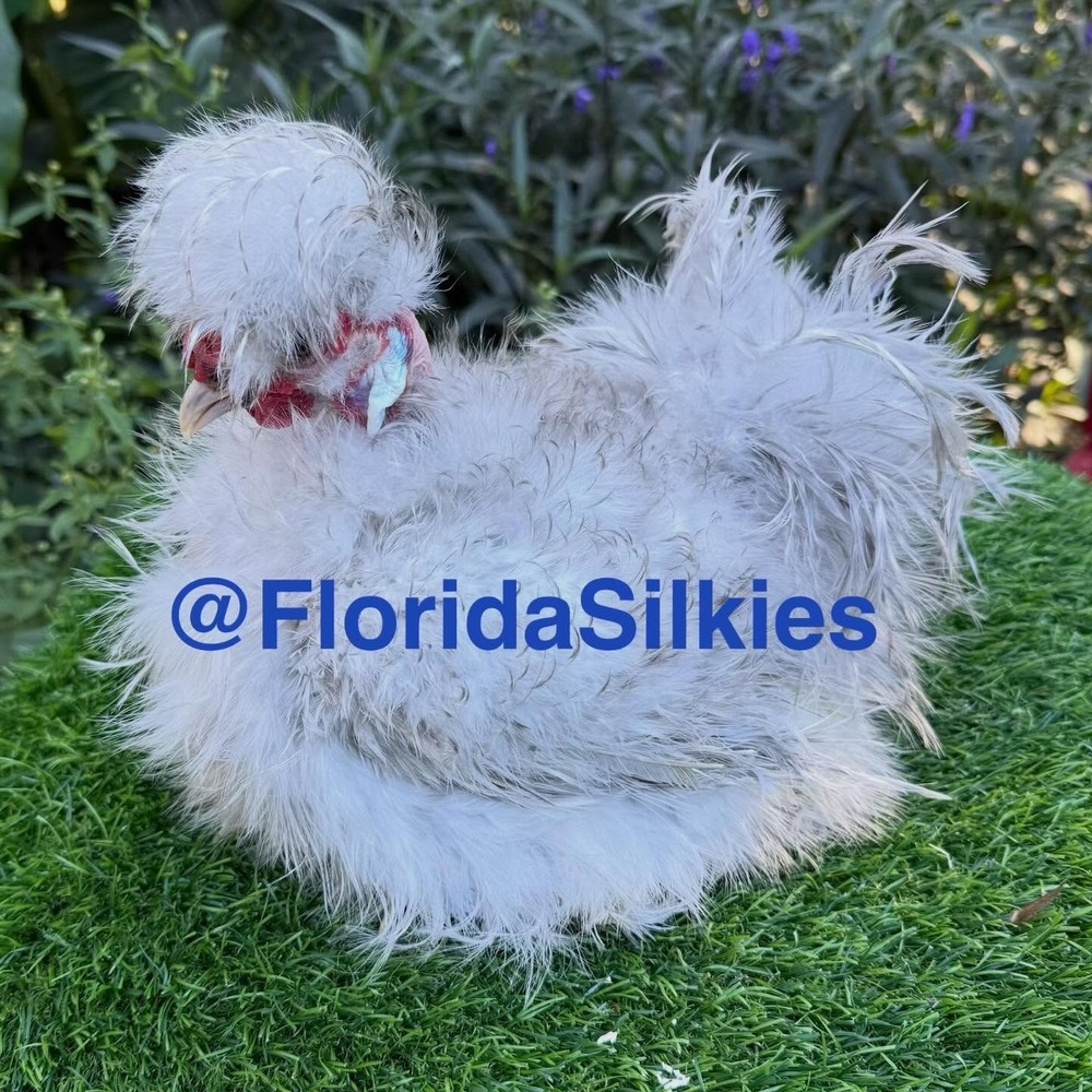 Silkie Hatching Eggs Assorted Colors (READ!) 4+