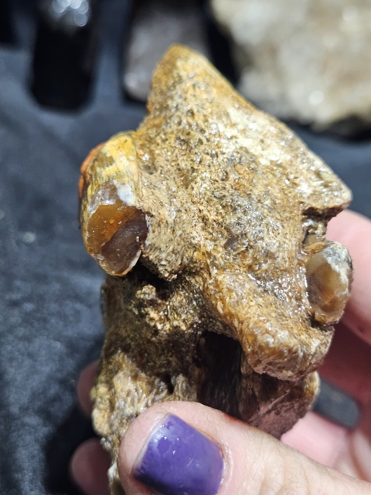 Petrified Limb Specimen Natural Form (10.6oz)