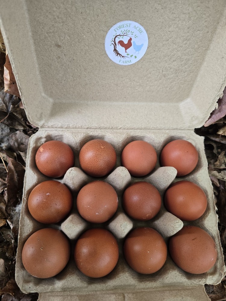 Black Copper Marans BCM Hatching Eggs 10+
