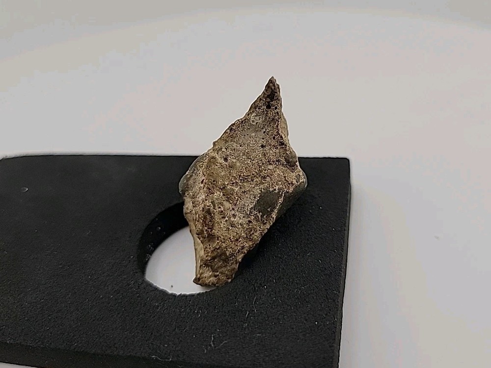 Fossilized Raptor Talon Dinosur Permineralized Fossil