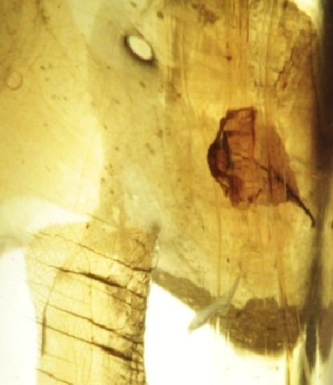 LEAF & FRUIT FLIES in Mexican Amber specimen 5g