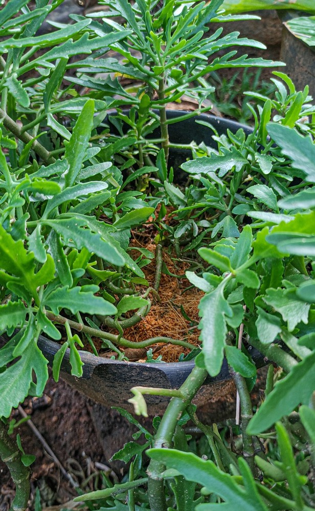 Coco coir peat powder coconut soil Enhancer Amendment organic Hydroponic Growing