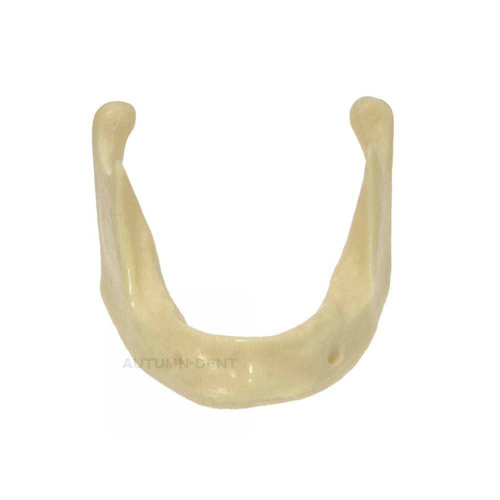 Dental Mandibular Implant Models Simulation Bone for Drilling Practice Training