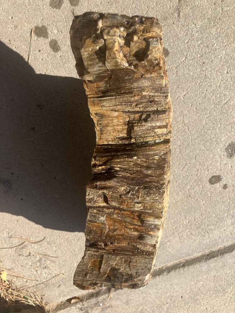 Petrified Wood Specimen