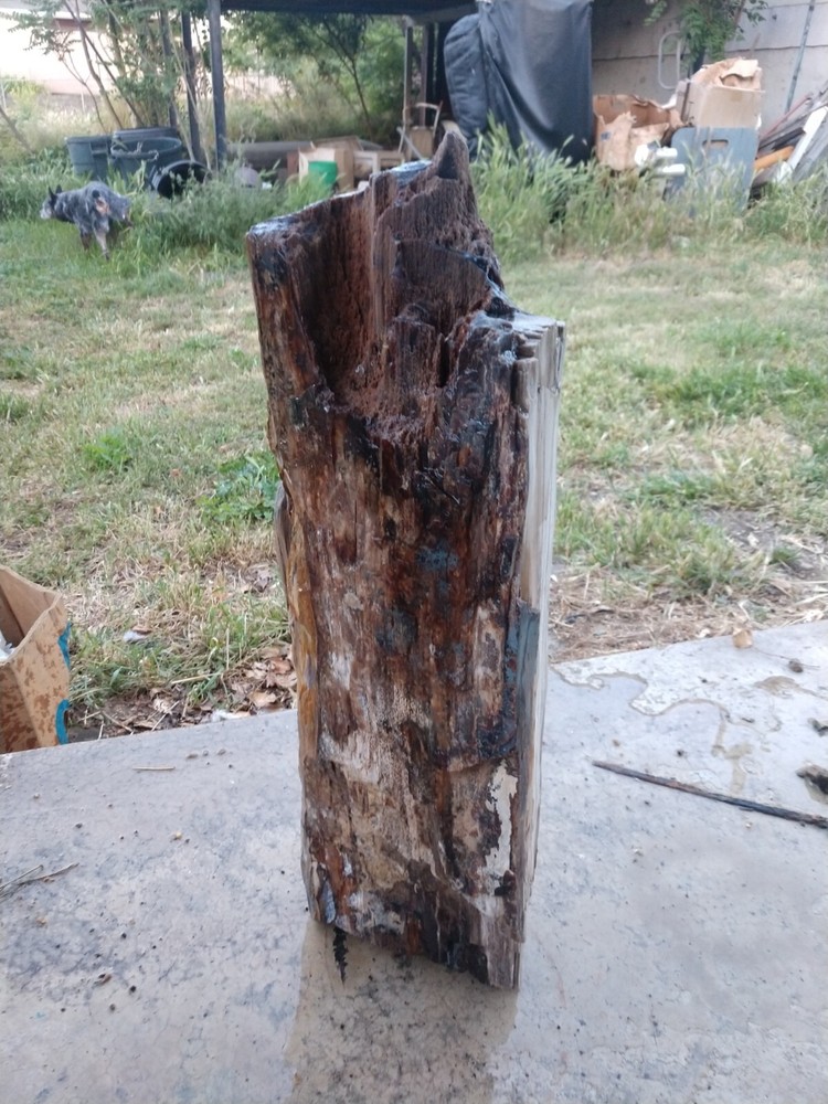 Beautiful 90lb. petrified/opalized/mineralized/agateized wood log