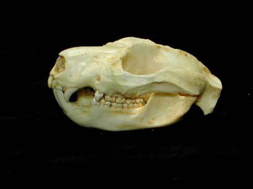 CUSCUS SKULL REPLICA