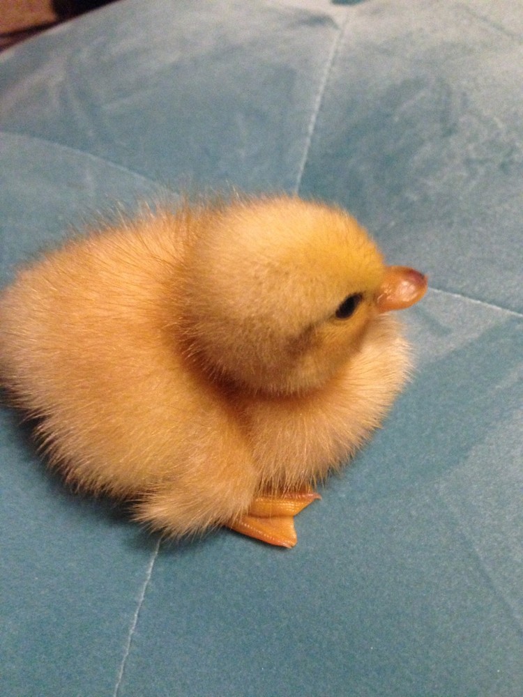 🐣CALL DUCK EGGS 🌷Ready 2 Ship! Three (3) + Assorted