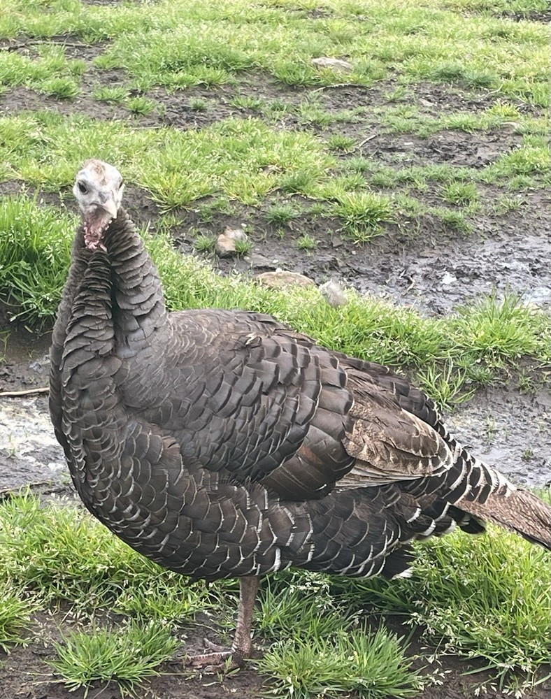 Four Heritage Turkey Hatching Eggs
