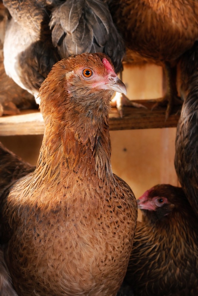 6 Easter Egger Chicken Hatching Eggs - 1/2 Dozen - Heritage Green & Blue Layers