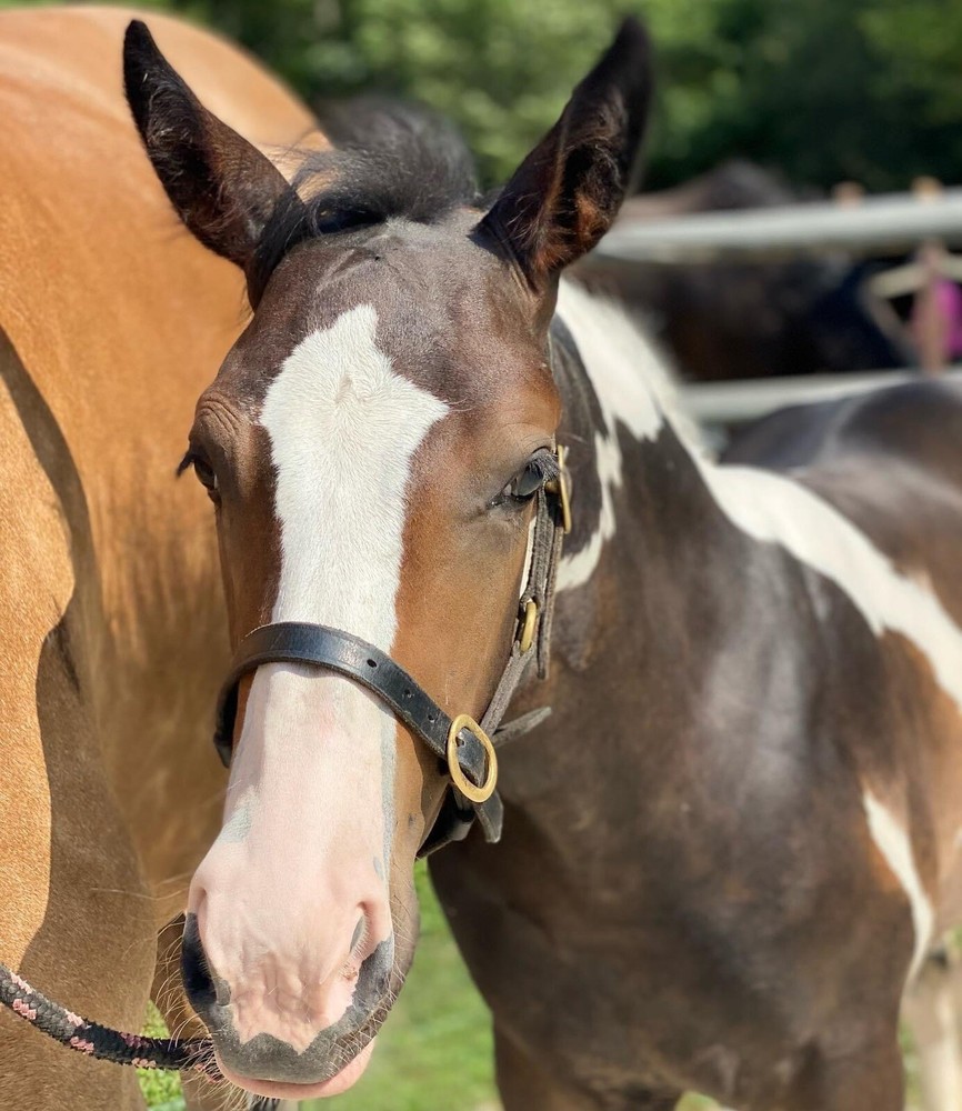 Leaders Foal Size Leather Halter!