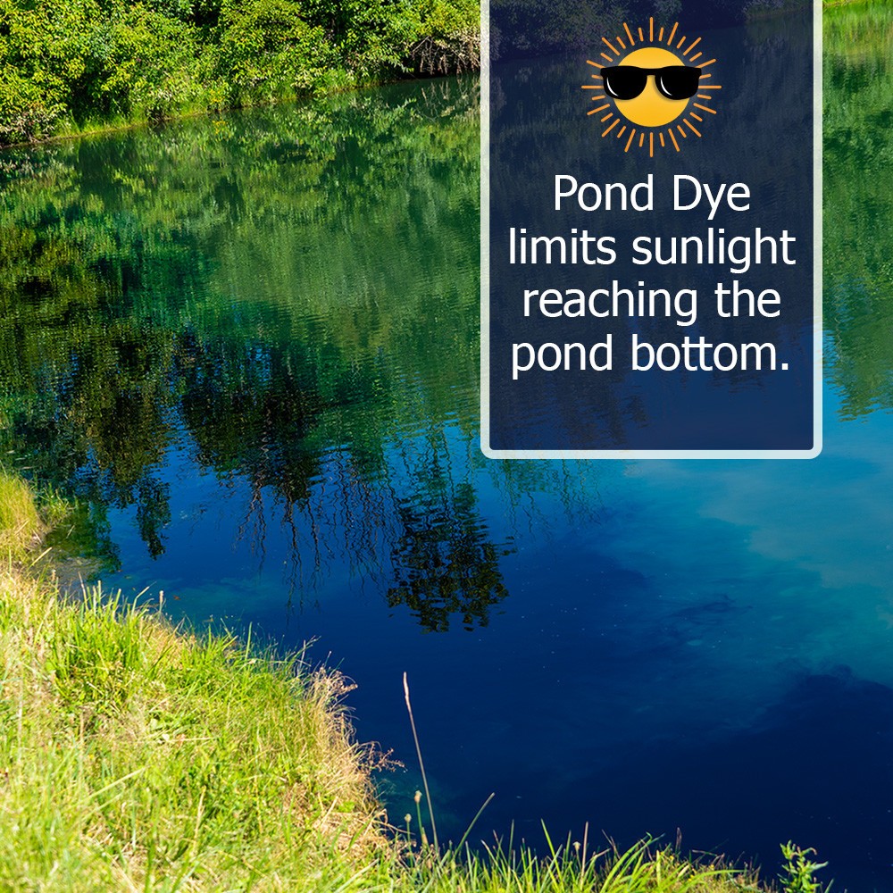 Midnight Blue Pond Dye Concentrated Quart