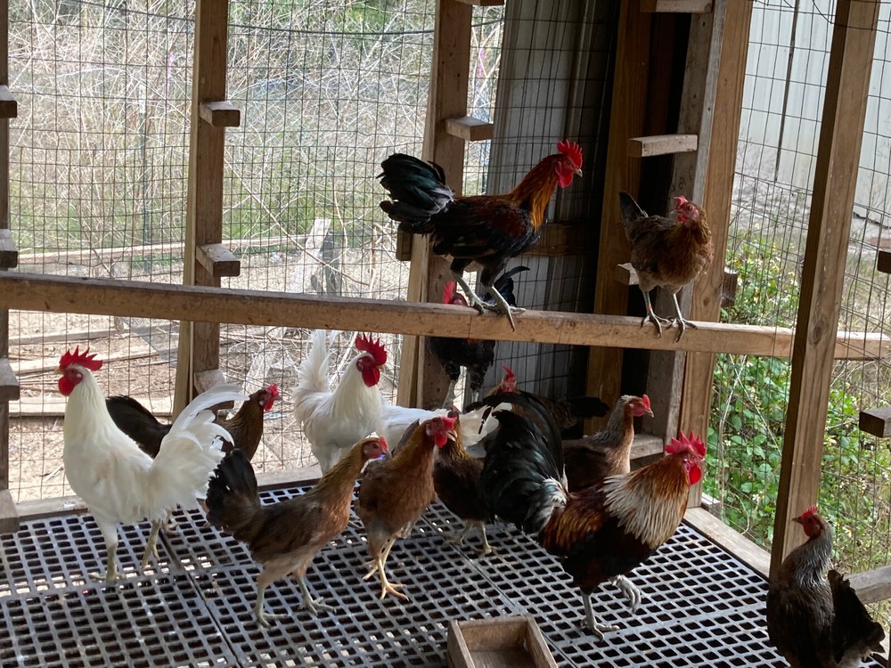 6 Ayam Ketawa Hatching Eggs