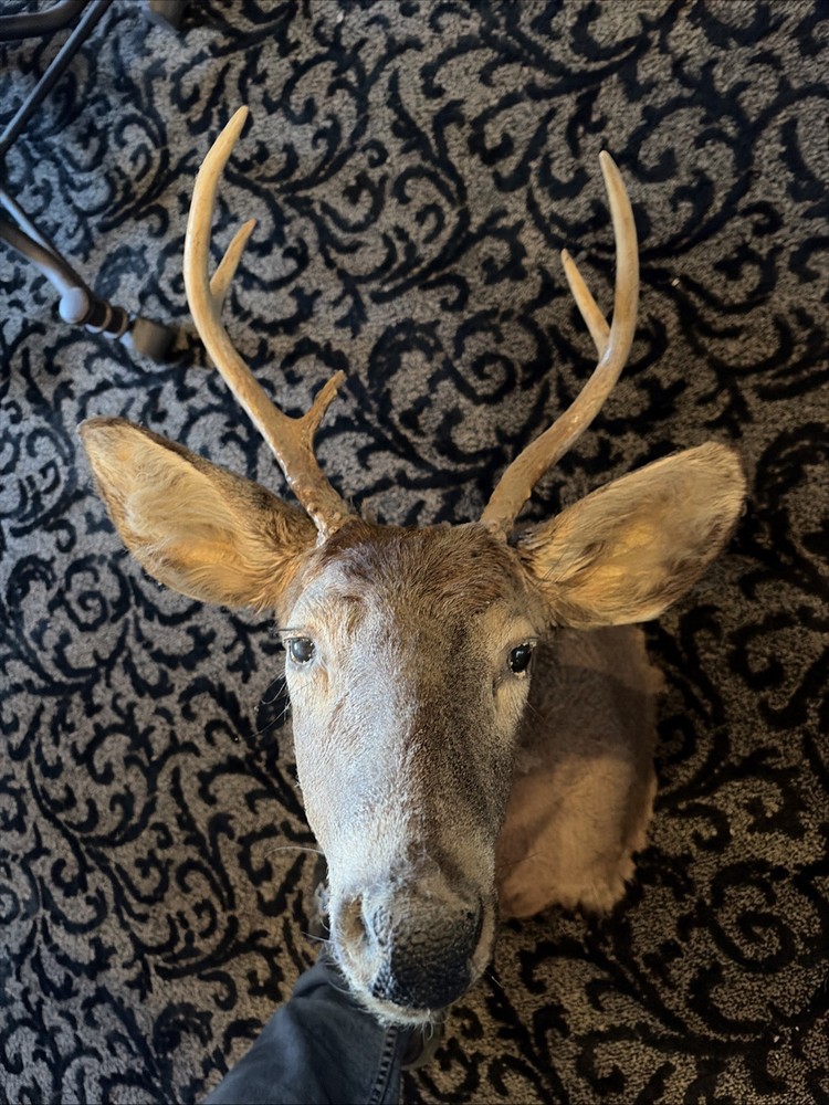5 Point Deer Mount