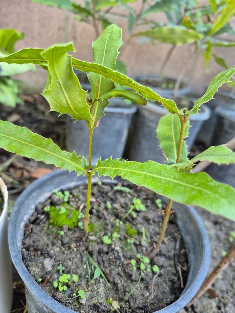 2 Macadamia Nut Tree Seedlings  “Macadamia Integrifolia”