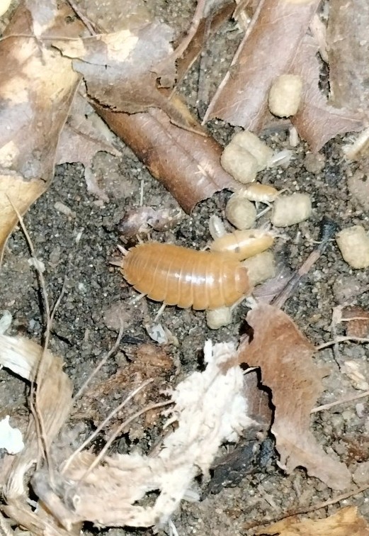 Porcellio Laevis Orange - 15+ Count