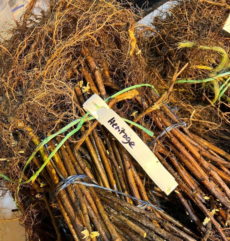 Heritage Raspberry Plants 10 Pack (semi dormant / bare root)