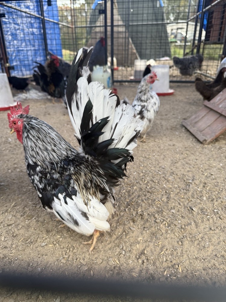 Serama Chicken Hatching eggs! 5+ for $30
