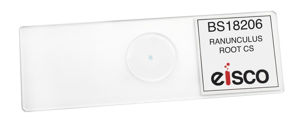 Ranunculus Root - CS - Prepared Slide - 75x25mm - Eisco Labs