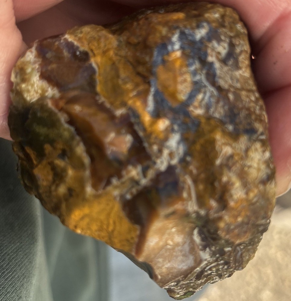 Colorful petrified wood