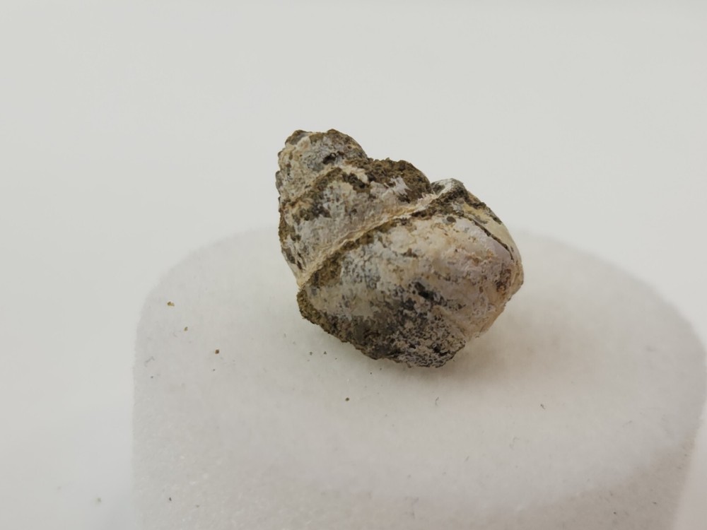 Lance Formation Micro Fossil Pack - Perfect for Teaching / Education - 70 Pieces