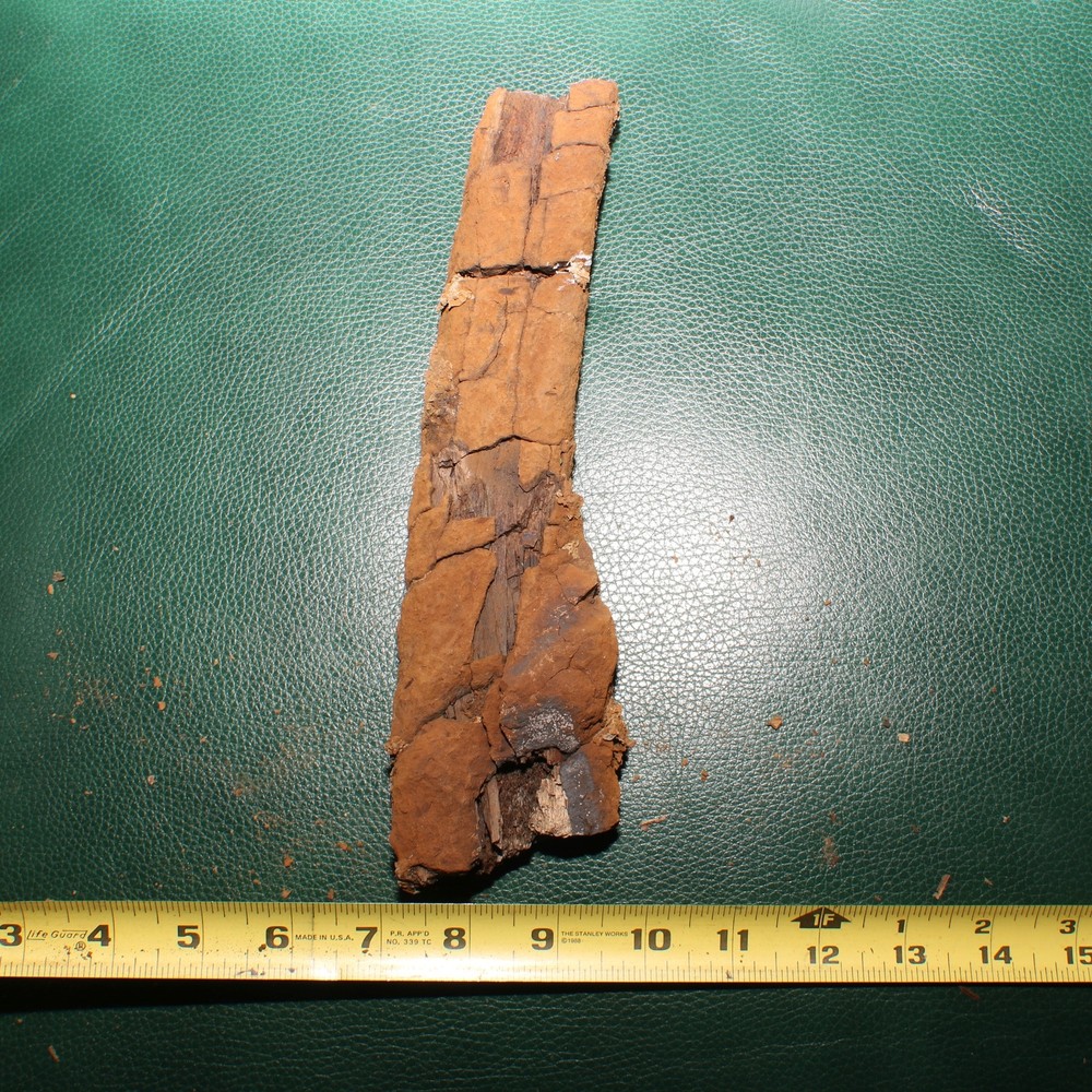 Nice DINOSAUR RIB Section - Authentic Fossil Hell Creek Formation Specimen