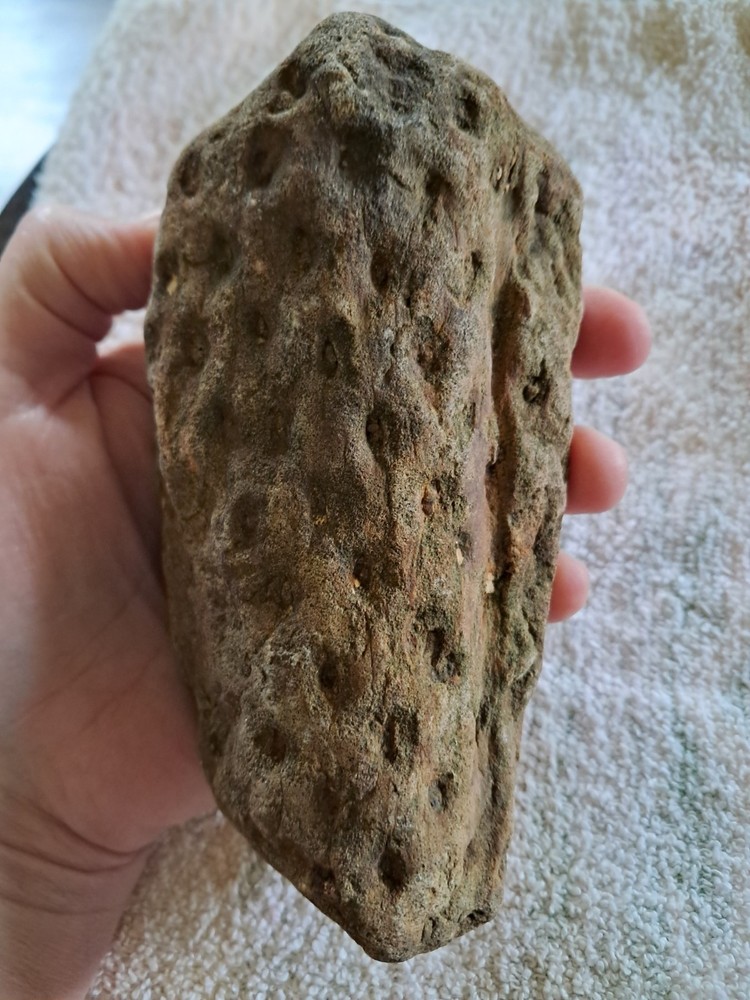 Stigmaria Root Fossil.  S6