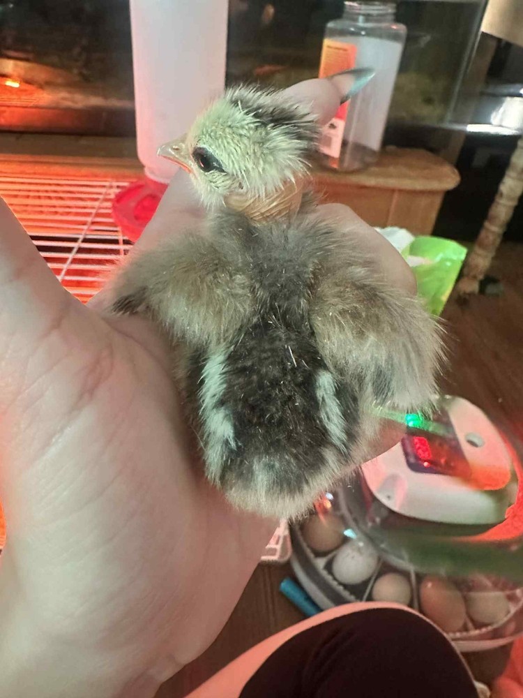 Bantam mystery egg Hatch 18 eggs