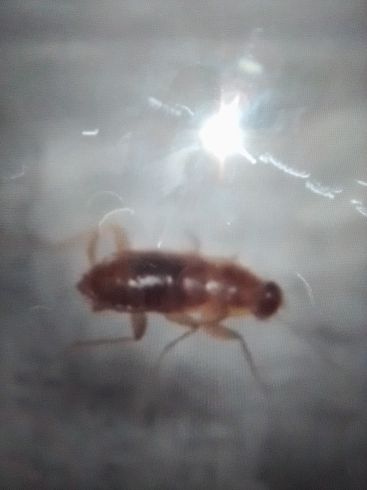 malaysian micro roach (nocticola sp.) 30 + mixed sizes