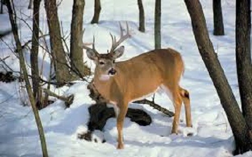 3Lbs SUGAR BEET Seed For Deer Food Plot Plants 1/2 Acre High Protein Food Source