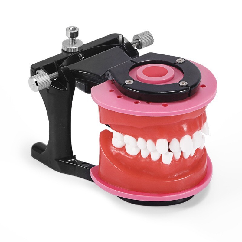 Reusable Dental Typodont Orthodontics Model Wax Teeth Training Practice
