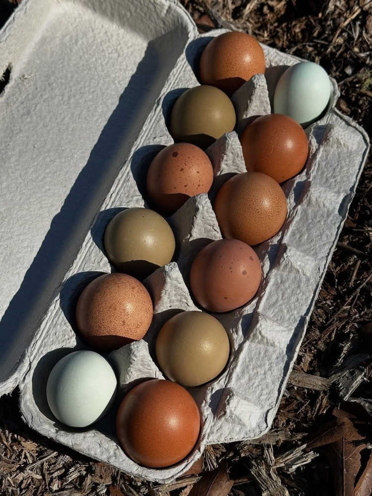 Olive Egger Hatching Eggs NPIP Certified, AI - 12 Hatching Eggs