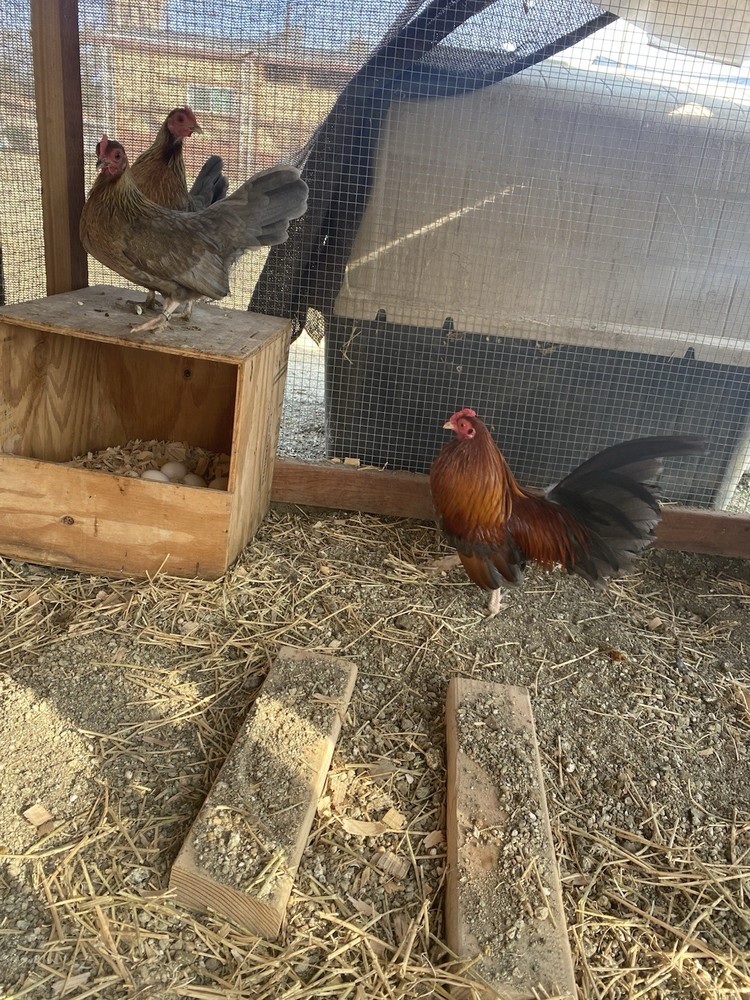 Bantam Assortment 8+ hatching eggs(Read Description)
