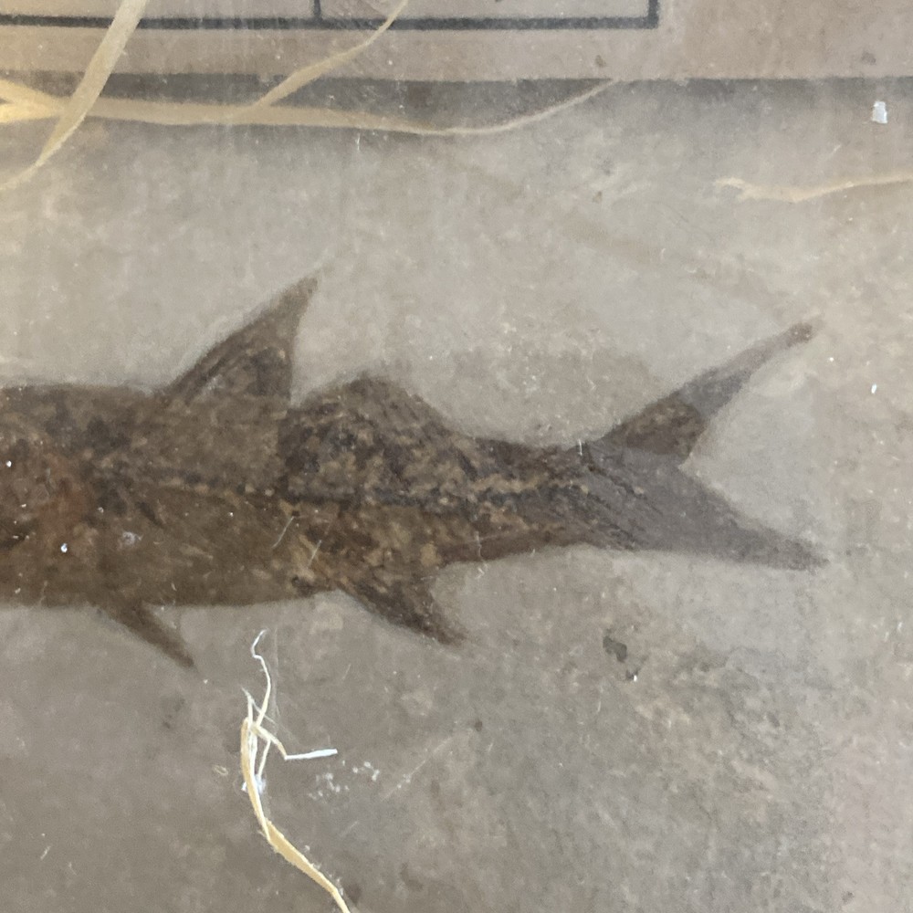 fossil fish green river formation wyoming