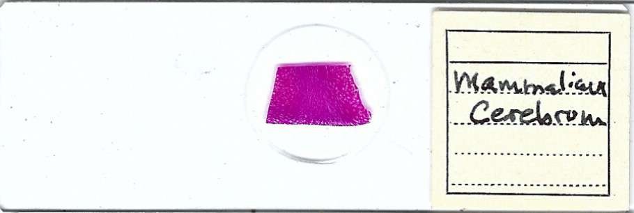Mammalian Cerebrum Microscope Slide