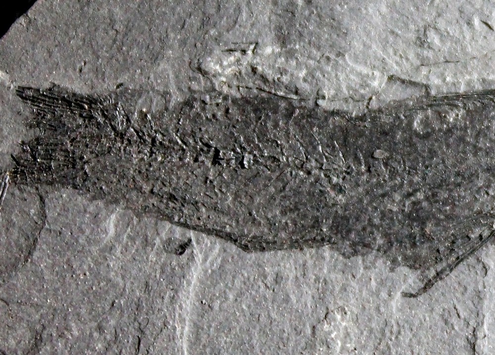 Protomyctophum sp - Nicely preserved fossil fish