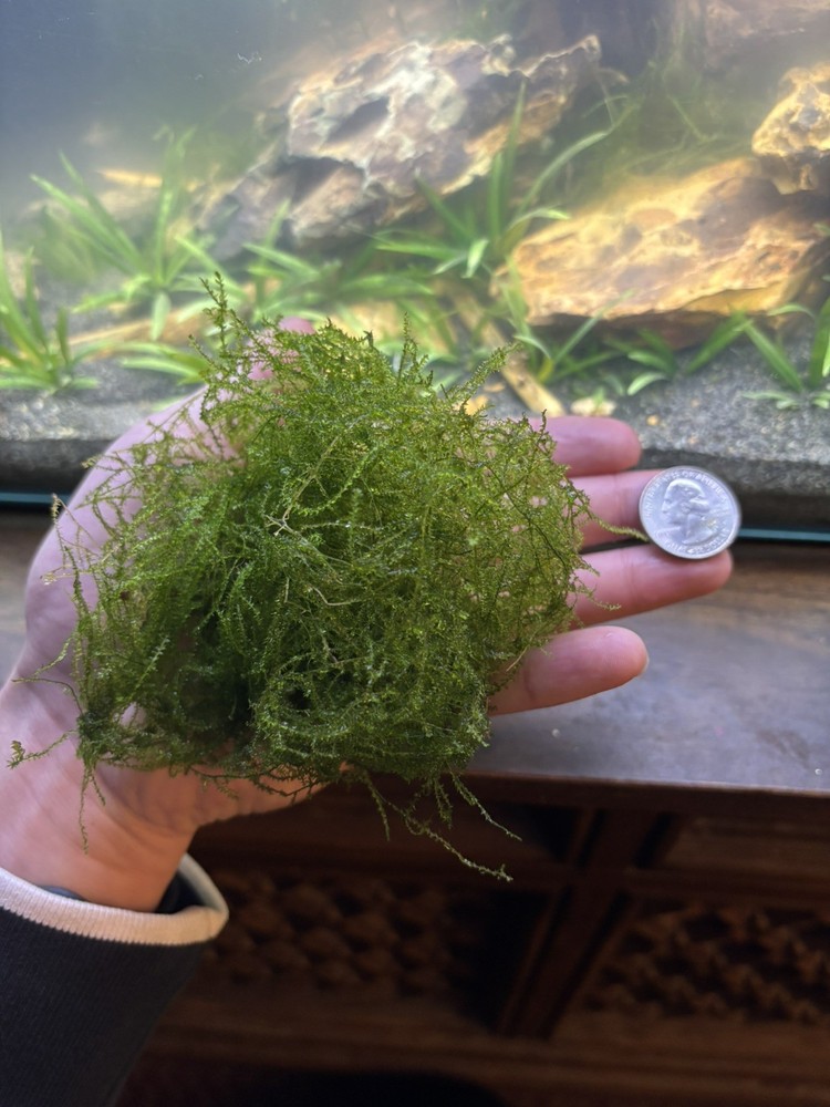 Java Moss Baseball Size Live Aquatic Plant