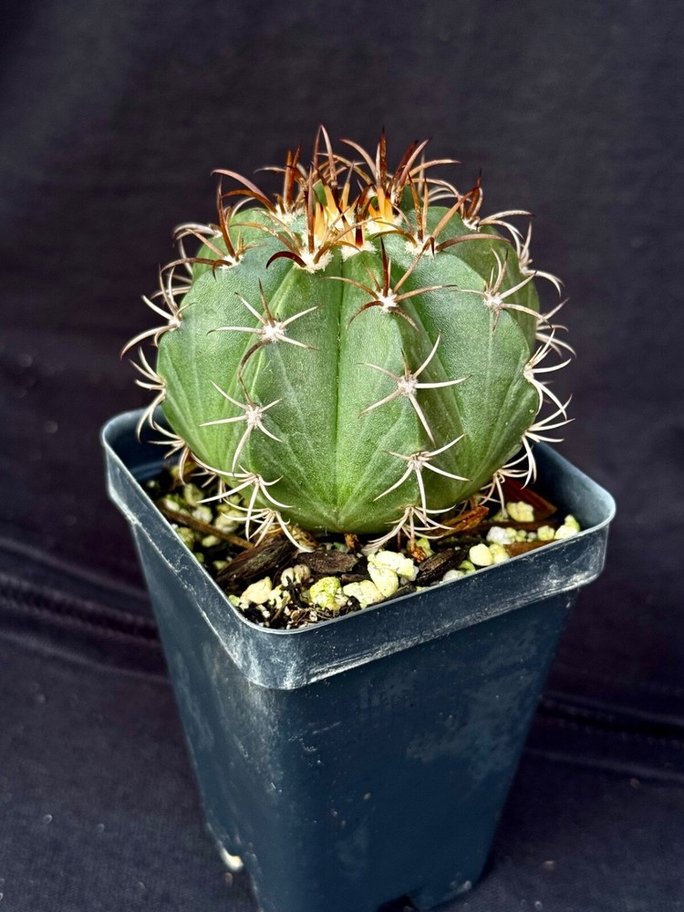 Melocactus matanzanus, cactus plant
