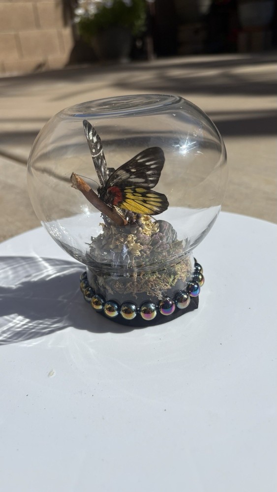 Butterfly Glass Display Case with Decorative Base