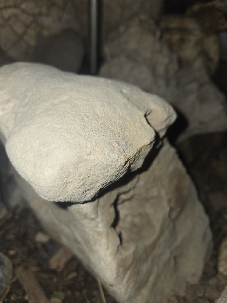 Dinosaur Bone From Utah