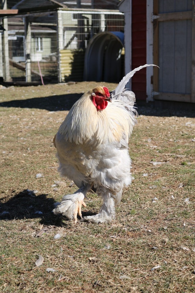 6+ Isabel Large Breed Brahma Hatching Eggs