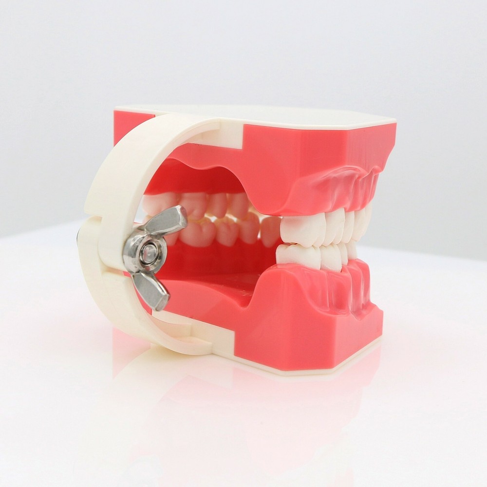 US Dental Model Brushing Flossing Practice Teaching Studying Orthodontic Model