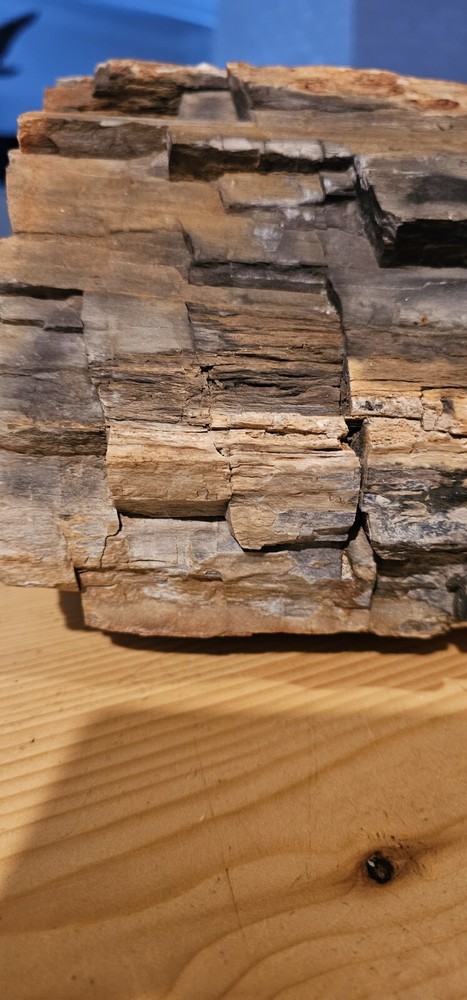 Petrified Wood Collection Display Piece Beautiful