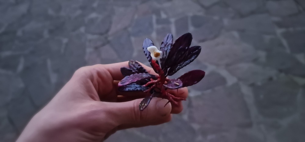 Bucephalandra Brownie Ghost 2011 Modeling 3d Printed Resin