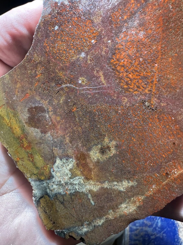 Dinosau bone rough **hxtled slab.