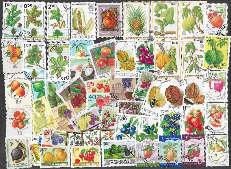 FRUITS BERRIES CONES NUTS  COLLECTION 100 ALL DIFFERENT   (8/4/24)