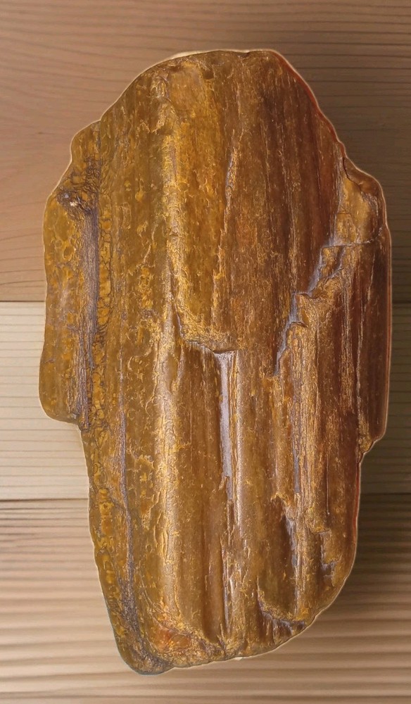 Petrified Wood Rough 2 lb+ AZ