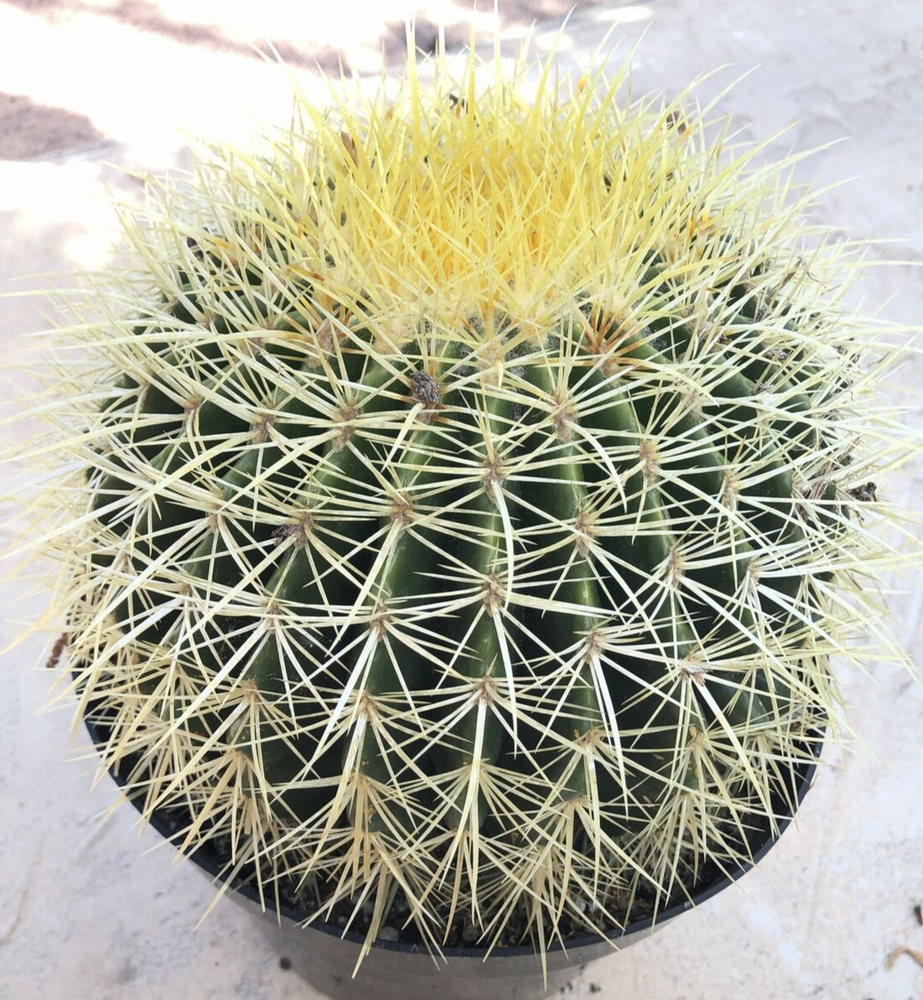 Echinocactus Grusonii 'Golden Barrel Cactus', Currently in a 8" container